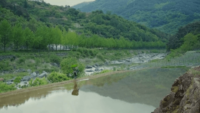 Farmer walking along a rice paddy