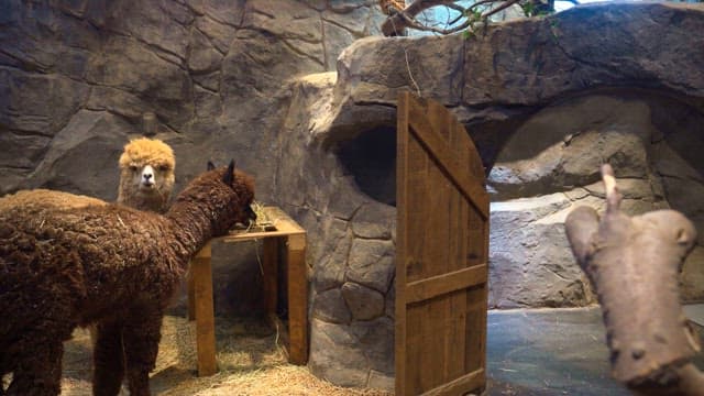 Two alpacas in a enclosure eating hay