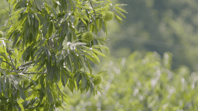 Green chestnut tree branches in sunlight