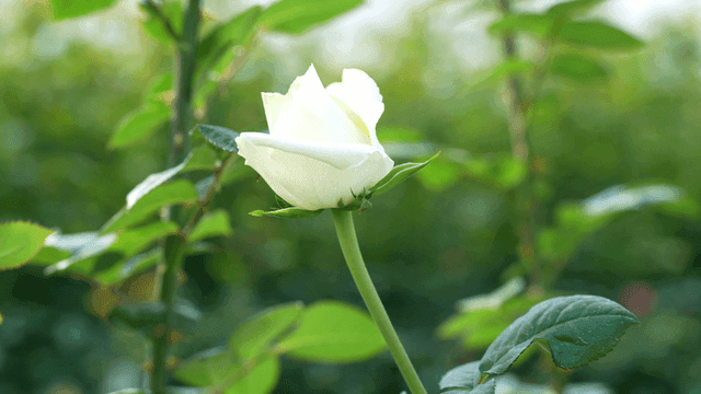 White roses blooming in garden