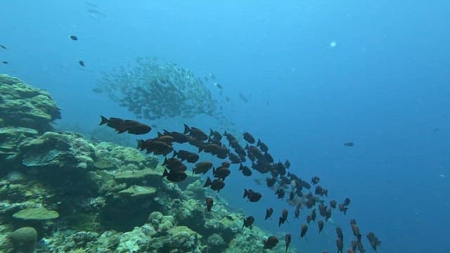 School of fish swimming over coral reefs