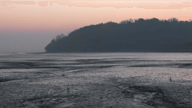 해질녘 고요한 갯벌 위 갈매기들