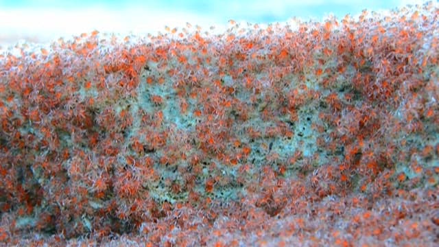 바위 표면에서 움직이는 붉고 작은 게들