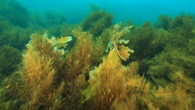 Leafy Seadragon Camouflaged in Ocean Flora
