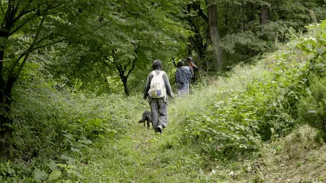 People walking with dogs on lush forest path