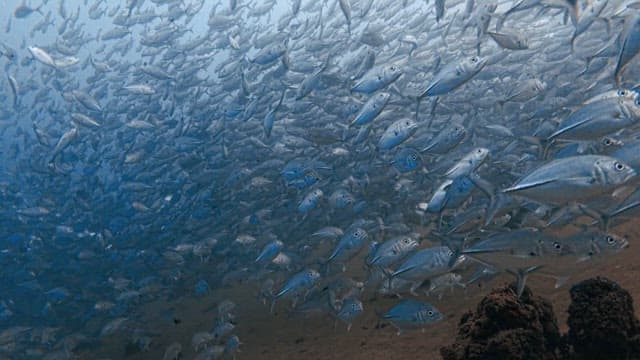 Grandeur of Schools of Hundreds of Horse Mackerel