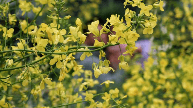정원에서 피어나는 노란 꽃들