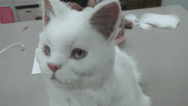 White cat doll on table
