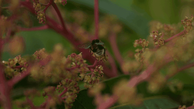 Bumblebees on flowering plant