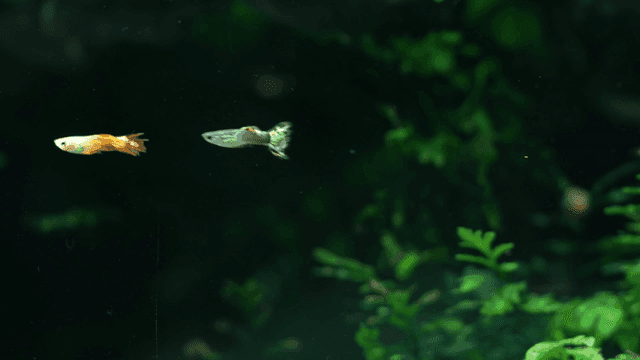Colorful fish swimming in an aquarium