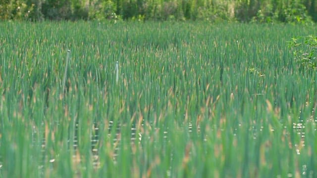 Fresh green onions growing on a sunny day