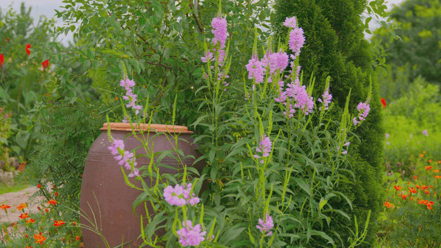 보라색 꽃이 피어있는 정원