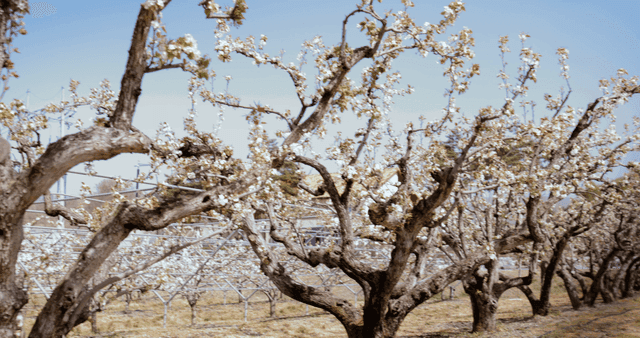 봄 과수원의 꽃이 핀 나무들