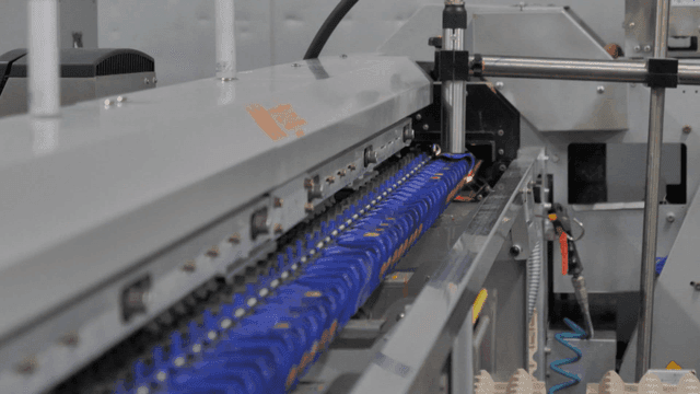 Eggs rapidly processed on conveyor belt