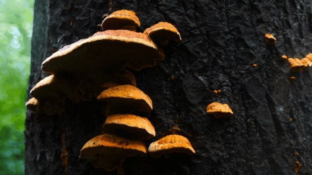 나무 줄기에 자라는 버섯들