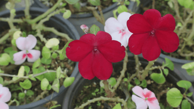 정원에 있는 선명한 빨간 꽃