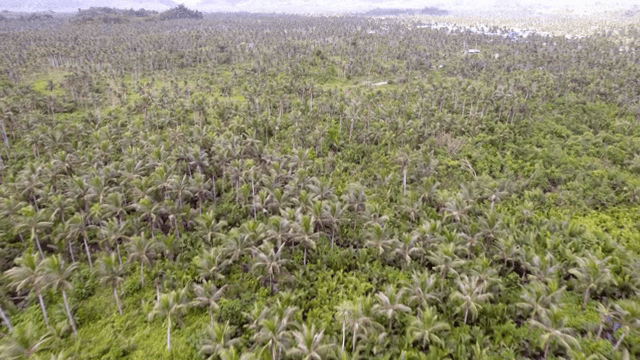 Vast tropical forest with palm trees