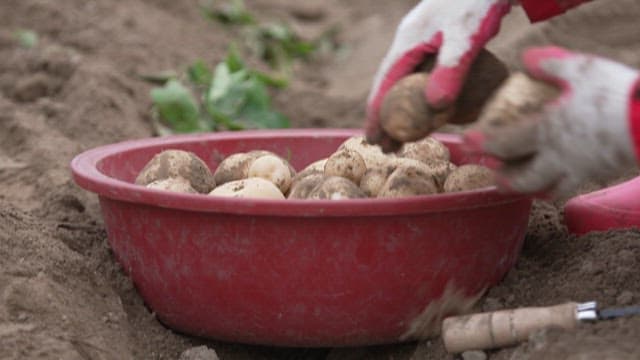 Person Harvesting Potatoes and Placing Them in a Red Bucket