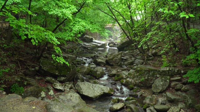 Small creek with flowing water in a lush green forest near a stone bridge