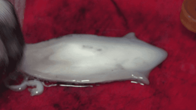 Cuttlefish bones trimmed on red cutting board