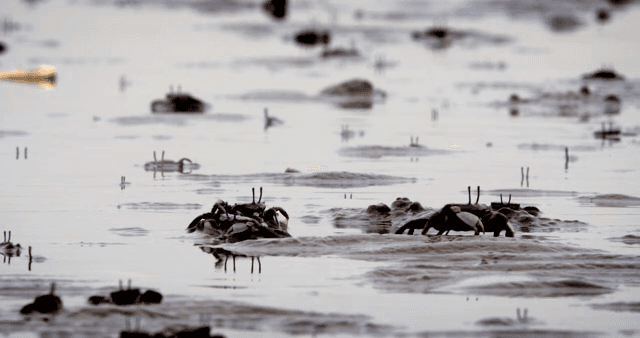 진흙 해안에서 움직이는 게들