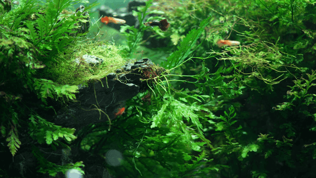 Colorful fish swimming among lush aquatic plants