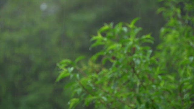 비오는 날 나뭇가지에 가득한 잎들