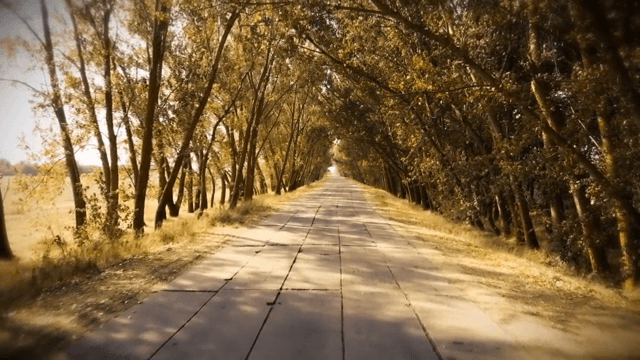 키 큰 나무가 늘어선 조용한 산책로