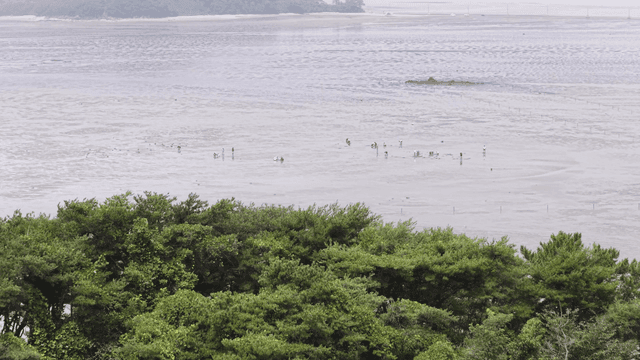 Coastal forest and beach scenery