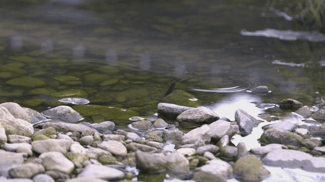 Dragonfly sitting on rock by stream
