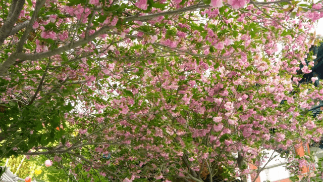 Cherry blossoms in full bloom on branches