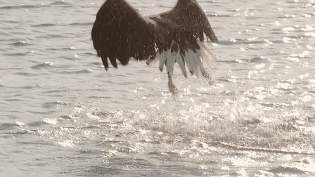 Eagle hunting prey over water