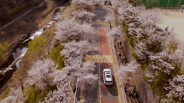 Cherry blossoms blooming along road