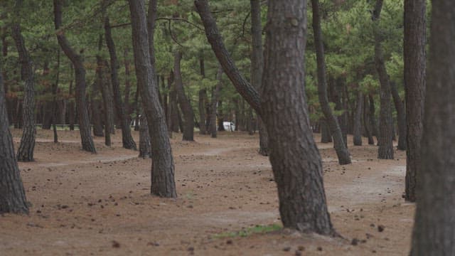 Serene Pine Forest Path