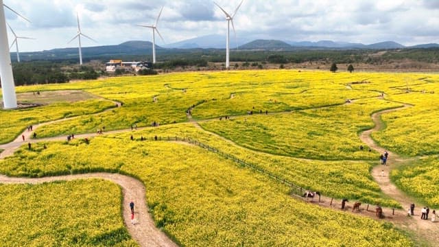 Vast field of yellow flowers with wind turbines