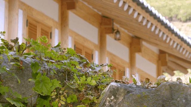 Traditional Korean house behind stone wall with vines