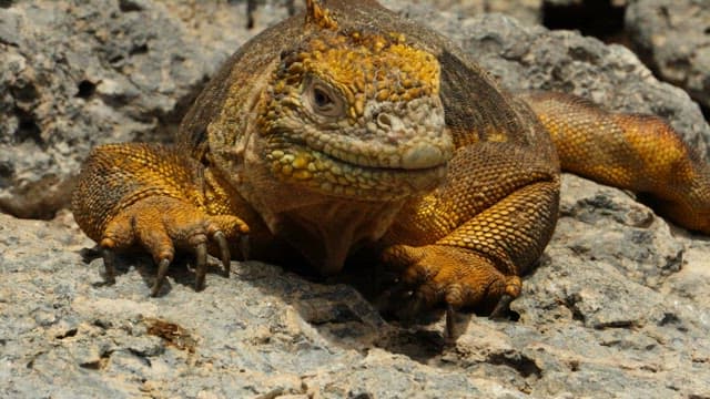 Iguana Basking on Rocky Terrain