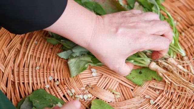 Trimming fresh bitter lettuce with a knife