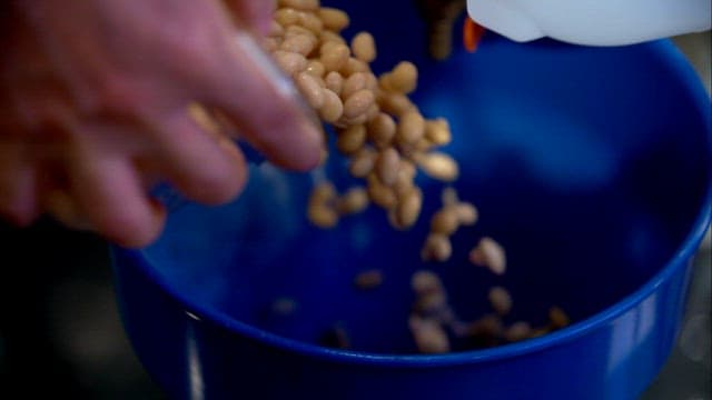 Pouring soybeans into a blue bowl