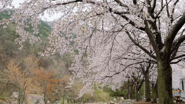 길을 따라 만개한 벚꽃