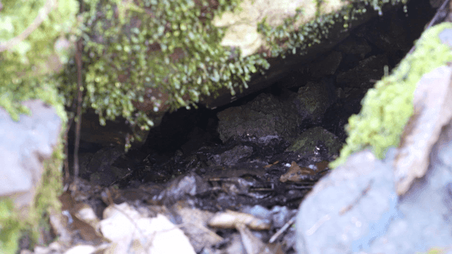Crevices in rocks in forest with fallen leaves