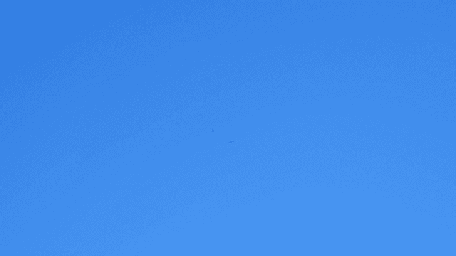 Two birds flying in the clear blue sky
