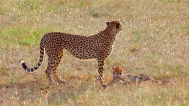 Cheetah and Cub in the Savanna Grasslands