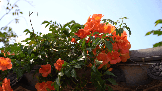Vivid orange trumpet flowers on sunny day