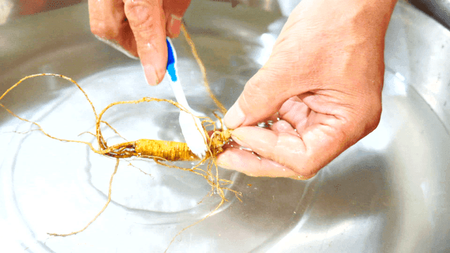 물에서 칫솔로 인삼 뿌리 세척