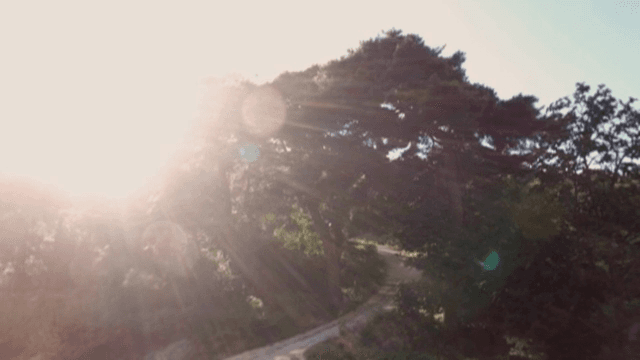 숲 속 나무 사이로 비치는 햇빛