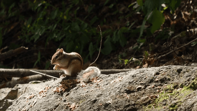 햇빛이 비치는 바위 위에서 밤을 먹는 다람쥐