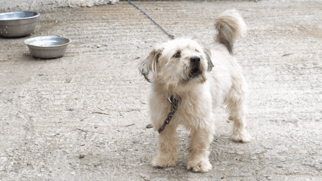 시골 마당에 있는 강아지