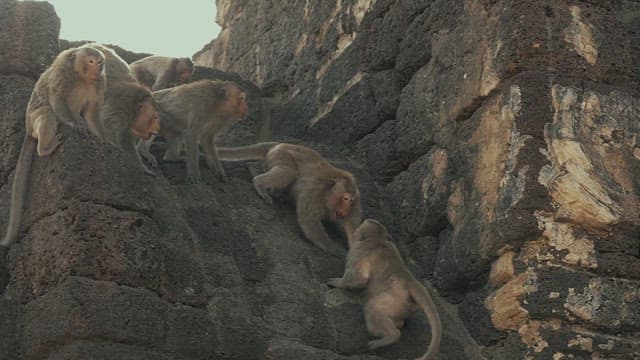 Monkeys Gathering on Ancient Stone Ruins