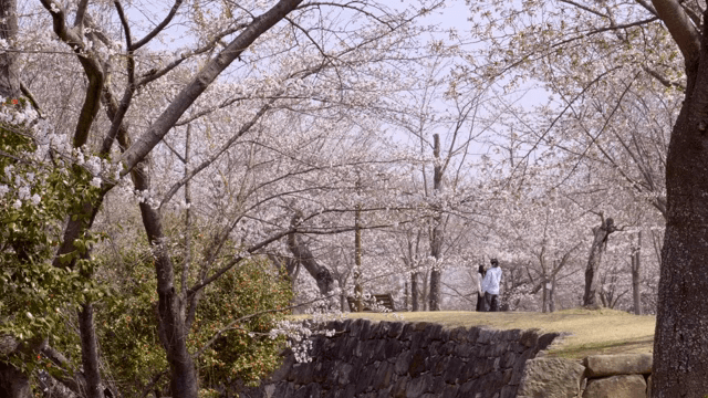 벚꽃이 만개한 풍경과 커플
